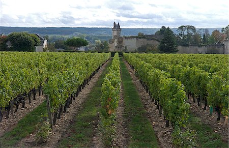 Vineyard, Chinon, Indre-et-Loire, Touraine, France, Europe Stock Photo - Rights-Managed, Code: 841-06499930