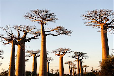 The Alley of the Baobabs (Avenue de Baobabs), a prominent group of baobab trees lining the dirt road between Morondava and Belon'i Tsiribihina, Madagascar, Africa Stock Photo - Rights-Managed, Code: 841-06500283