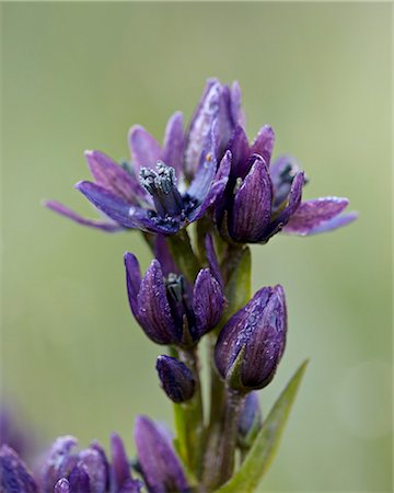 Star gentian (felwort) (Swertia perennis), San Juan National Forest, Colorado, United States of America, North America Stock Photo - Rights-Managed, Code: 841-06500717
