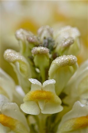 Butter-and-eggs (common toadflax) (yellow toadflax) (Linaria vulgaris), San Juan National Forest, Colorado, United States of America, North America Stock Photo - Rights-Managed, Code: 841-06500729