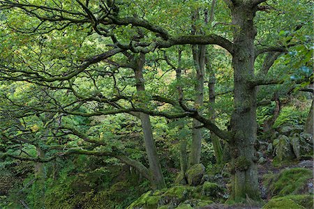 simsearch:841-06447444,k - Deciduous forest in early autumn near Aira Force, Lake District, Cumbria, England, United Kingdom, Europe Stock Photo - Rights-Managed, Code: 841-06501342