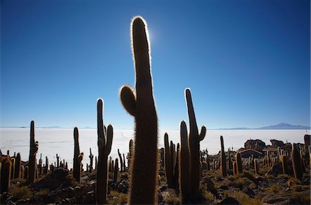 simsearch:841-06449731,k - Isla del Pescado (Fish Island) on Salar de Uyuni (Salt Flats of Uyuni), Potosi Department, Bolivia, South America Stock Photo - Rights-Managed, Code: 841-06501698
