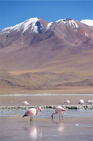 Flamingoes at Laguna Adeyonda on Altiplano, Potosi Department, Bolivia, South America Stock Photo - Rights-Managed, Code: 841-06501718