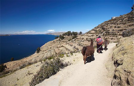 Woman walking llamas along path, Isla del Sol (Island of the Sun), Lake Titicaca, Bolivia, South America Stock Photo - Rights-Managed, Code: 841-06501787