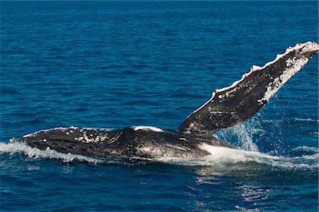 simsearch:841-06499559,k - Humpback whale (Megaptera novaeangliae) in Harvey Bay, Queensland, Australia, Pacific Stock Photo - Rights-Managed, Code: 841-06502274