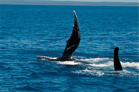 simsearch:841-06499559,k - Humpback whale (Megaptera novaeangliae) watching in Harvey Bay, Queensland, Australia, Pacific Stock Photo - Rights-Managed, Code: 841-06502271
