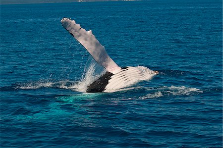 simsearch:841-06499559,k - Humpback whale (Megaptera novaeangliae) in Harvey Bay, Queensland, Australia, Pacific Stock Photo - Rights-Managed, Code: 841-06502272