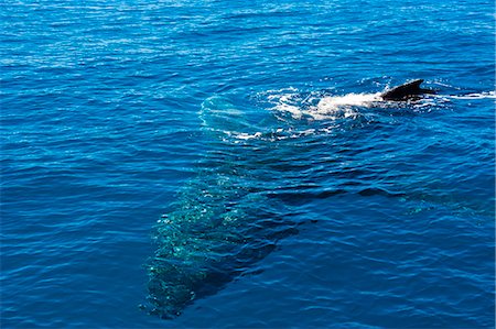 simsearch:841-06499559,k - Humpback whale (Megaptera novaeangliae) in Harvey Bay, Queensland, Australia, Pacific Stock Photo - Rights-Managed, Code: 841-06502301
