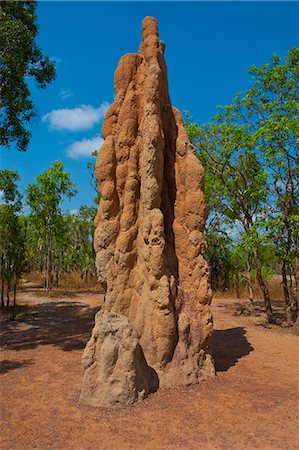 Termite mound in the Litchfield National Park, Northern Territory, Australia, Pacific Stock Photo - Rights-Managed, Code: 841-06502386