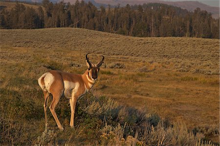 simsearch:841-06446818,k - Pronghorn buck (Antilocapra americana), Lamar Valley, Yellowstone National Park, UNESCO World Heritage Site, Wyoming, United States of America, North America Stock Photo - Rights-Managed, Code: 841-06502708