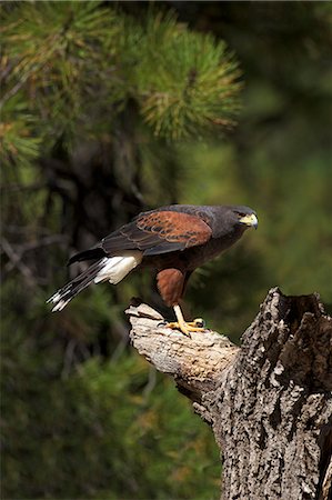 Harris hawk (Parabuteo unicinctus), Bearizona Wildlife Park, Williams, Arizona, United States of America, North America Photographie de stock - Rights-Managed, Code: 841-06502794