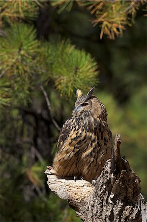 Eurasian eagle-owl (Bubo bubo), Bearizona Wildlife Park, Williams, Arizona, United States of America, North America Photographie de stock - Rights-Managed, Code: 841-06502795
