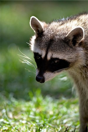 Portrait of common raccoon (Procyon lotor), Bearizona Wildlife Park, Williams, Arizona, United States of America, North America Photographie de stock - Rights-Managed, Code: 841-06502793