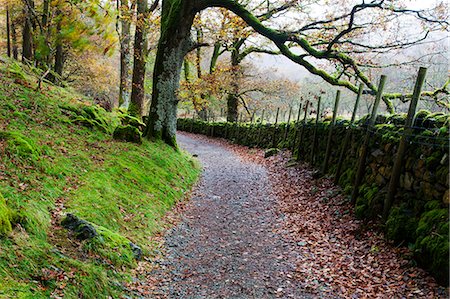 Track through Woodland near Grange, Borrowdale, Lake District National Park, Cumbria, England, United Kingdom, Europe Stock Photo - Rights-Managed, Code: 841-06503046
