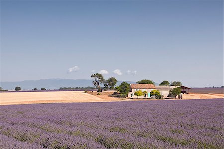 provence france nobody - A house amongst lavender fields on the Plateau de Valensole, Alpes de Haute-Provence, Provence, France, Europe Stock Photo - Rights-Managed, Code: 841-06503235