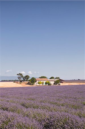 purple field - A house amongst lavender fields on the Plateau de Valensole, Alpes-de-Haute-Provence, Provence, France, Europe Stock Photo - Rights-Managed, Code: 841-06503236