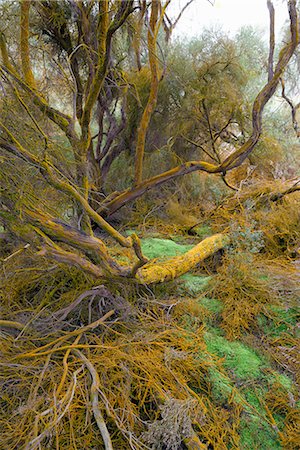 Trees covered by orange trentepohlia, Waiotapu Thermal Area, Rotorua, North Island, New Zealand, Pacific Stock Photo - Rights-Managed, Code: 841-06616407