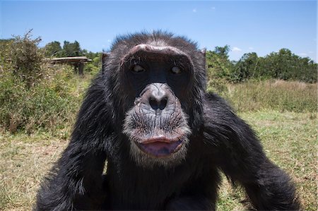 primative - Orphaned or abused chimpanzees (Pan troglodytes) from West and Central Africa at the Sweetwaters Chimpanzee Sanctuary, Ol Pejeta Conservancy, Laikipia, Kenya, East Africa, Africa Stock Photo - Rights-Managed, Code: 841-06616454