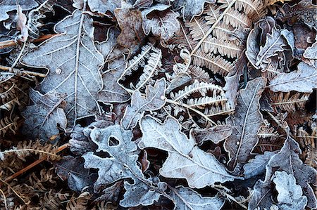 Frosty leaves including oak and bracken in Old Spring Wood near Summerbridge, North Yorkshire, England, United Kingdom, Europe Stock Photo - Rights-Managed, Code: 841-06616979