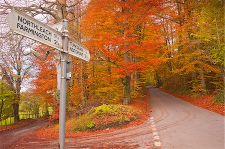 Autumn colours in the beech trees on the road to Turkdean in the Cotwolds, Gloucestershire, England, United Kingdom, Europe Stock Photo - Rights-Managed, Code: 841-06617016
