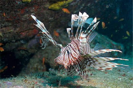 simsearch:700-00547107,k - Scorpionfish (common lionfish) (Pterois miles), Southern Thailand, Andaman Sea, Indian Ocean, Asia Stock Photo - Rights-Managed, Code: 841-06617061
