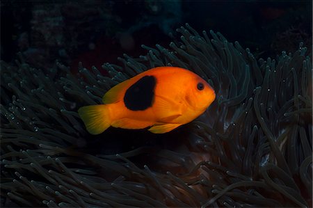 simsearch:700-00547107,k - Tomato Anemonefish (Amphiprion ephippium), Southern Thailand, Andaman Sea, Indian Ocean, Southeast Asia, Asia Stock Photo - Rights-Managed, Code: 841-06617073