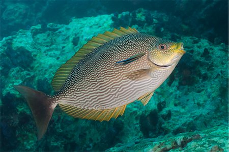 simsearch:700-00547107,k - Maze rabbitfish (Siganus vermiculatus), Southern Thailand, Andaman Sea, Indian Ocean, Southeast Asia, Asia Stock Photo - Rights-Managed, Code: 841-06617084