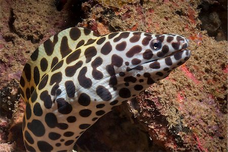 simsearch:700-00547107,k - Spotted moray (Gymnothorax isingteena), SouthernThailand, Andaman Sea, Indian Ocean, Southeast Asia, Asia Stock Photo - Rights-Managed, Code: 841-06617088