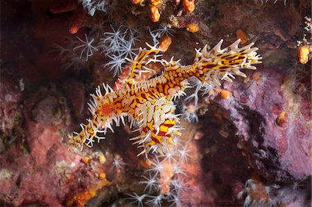 simsearch:700-00547107,k - Harlequin ghost pipefish (Solenostomus paradoxus), Southern Thailand, Andaman Sea, Indian Ocean, Southeast Asia, Asia Stock Photo - Rights-Managed, Code: 841-06617082