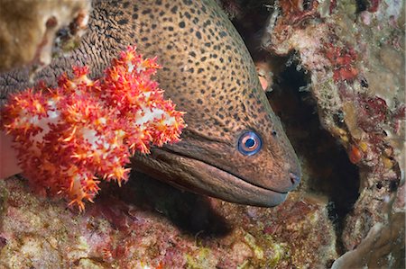 simsearch:700-00547107,k - Giant moray eel (Gymnothorax javanicus), Southern Thailand, Andaman Sea, Indian Ocean, Southeast Asia, Asia Stock Photo - Rights-Managed, Code: 841-06617104