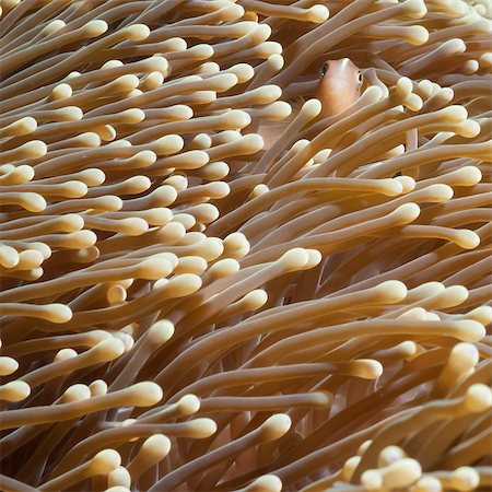 simsearch:700-00547107,k - Anemonefish (Amphiprion ocellaris) and sea anemone, Southern Thailand, Andaman Sea, Indian Ocean, Southeast Asia, Asia Stock Photo - Rights-Managed, Code: 841-06617105