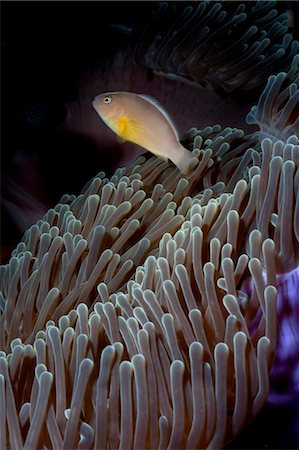 simsearch:700-00547107,k - Anemonefish (Amphiprion ocellaris) and sea anemone, Southern Thailand, Andaman Sea, Indian Ocean, Southeast Asia, Asia Stock Photo - Rights-Managed, Code: 841-06617109