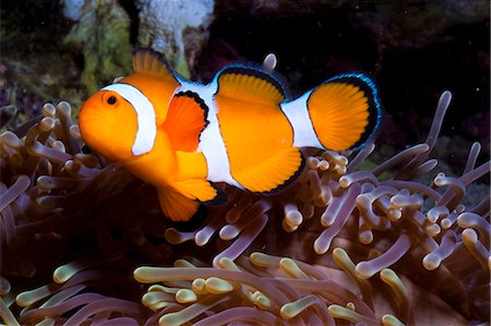 simsearch:700-00547107,k - Western clown anemonefish (Amphiprion ocellaris) and sea anemone (Heteractis magnifica), Southern Thailand, Andaman Sea, Indian Ocean, Southeast Asia, Asia Stock Photo - Rights-Managed, Code: 841-06617114