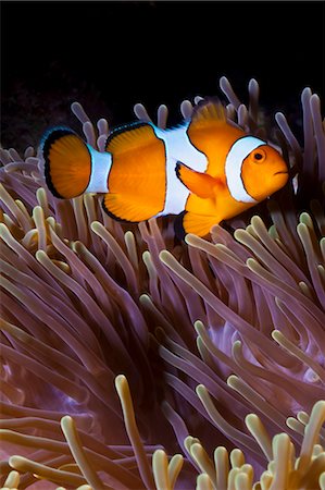simsearch:700-00547107,k - Western clown anemonefish (Amphiprion ocellaris) and sea anemone (Heteractis magnifica), Southern Thailand, Andaman Sea, Indian Ocean, Southeast Asia, Asia Stock Photo - Rights-Managed, Code: 841-06617115