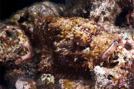 simsearch:700-00547107,k - Scorpionfish (bearded scorpionfish) (Scorpaenopis barbatus), Southern Thailand, Andaman Sea, Indian Ocean, Southeast Asia, Asia Stock Photo - Rights-Managed, Code: 841-06617116