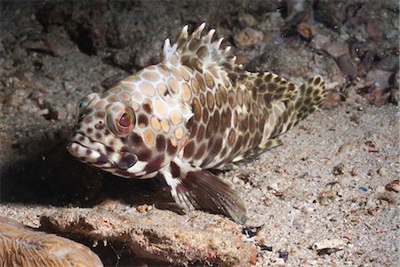 simsearch:700-00547107,k - Longfin grouper (Epinephelus quoyanus), Southern Thailand, Andaman Sea, Indian Ocean, Southeast Asia, Asia Stock Photo - Rights-Managed, Code: 841-06617118