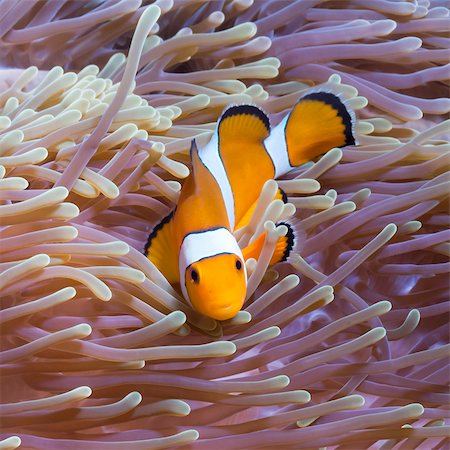 simsearch:700-00547107,k - Western clown anemonefish (Amphiprion ocellaris) and sea anemone (Heteractis magnifica), Southern Thailand, Andaman Sea, Indian Ocean, Southeast Asia, Asia Stock Photo - Rights-Managed, Code: 841-06617113
