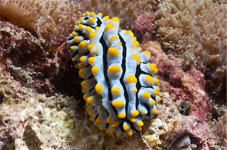 simsearch:700-00547107,k - Blue candy nudibranch (Phyllida varicosa), Southern Thailand, Andaman Sea, Indian Ocean, Southeast Asia, Asia Stock Photo - Rights-Managed, Code: 841-06617124