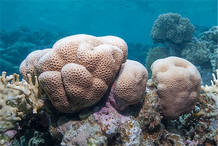 simsearch:841-06617132,k - Close-up of brain coral (Platygyra Daedalea), Ras Mohammed National Park, off Sharm el Sheikh, Sinai, Egypt, Red Sea, Egypt, North Africa, Africa Stock Photo - Rights-Managed, Code: 841-06617134