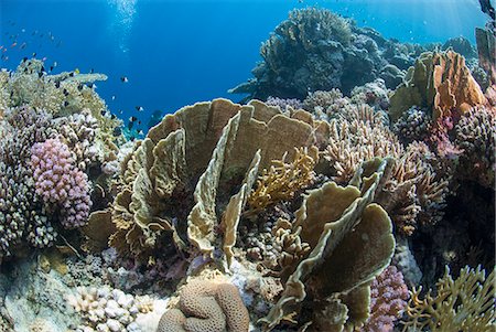 simsearch:841-06617132,k - Tropical coral reef scene in natural lighting, Ras Mohammed National Park, off Sharm el Sheikh, Sinai, Egypt, Red Sea, Egypt, North Africa, Africa Stock Photo - Rights-Managed, Code: 841-06617137