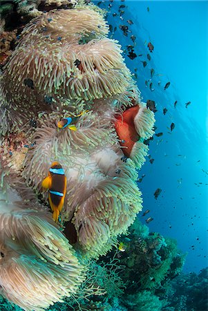 simsearch:841-06617132,k - Colony of agnificent anemone (Heteractis magnifica), Ras Mohammed National Park, off Sharm el Sheikh, Sinai, Egypt, Red Sea, Egypt, North Africa, Africa Stock Photo - Rights-Managed, Code: 841-06617139