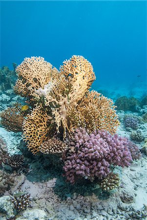 simsearch:841-06617132,k - Fire coral and hard coral reef, Ras Mohammed National Park, off Sharm el Sheikh, Sinai, Egypt, Red Sea, Egypt, North Africa, Africa Stock Photo - Rights-Managed, Code: 841-06617133