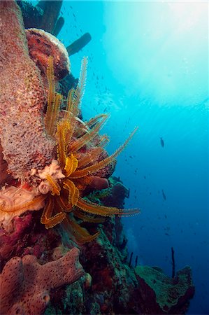 simsearch:841-06804482,k - Reef scene with feather star, Dominica, West Indies, Caribbean, Central America Stock Photo - Rights-Managed, Code: 841-06804408