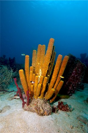 simsearch:841-06804482,k - Yellow tube sponge (Aplysina fistularis), Dominica, West Indies, Caribbean, Central America Stock Photo - Rights-Managed, Code: 841-06804414
