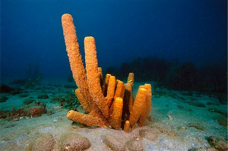 simsearch:841-06804482,k - Yellow tube sponge (Aplysina fistularis), Dominica, West Indies, Caribbean, Central America Stock Photo - Rights-Managed, Code: 841-06804416