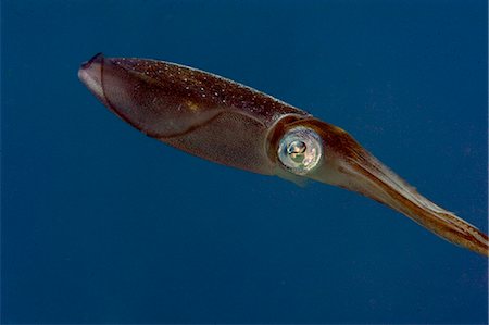simsearch:841-06804482,k - Caribbean reef squid (Sepioteuthis sepioidea), Dominica, West Indies, Caribbean, Central America Stock Photo - Rights-Managed, Code: 841-06804417