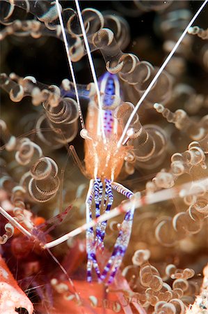 simsearch:841-06804482,k - Pederson cleaner shrimp (Periclimenes pedersoni), Dominica, West Indies, Caribbean, Central America Stock Photo - Rights-Managed, Code: 841-06804418