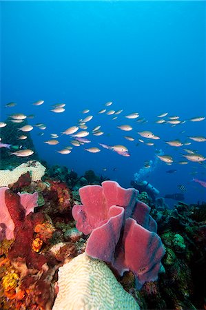 simsearch:841-06804482,k - Reef scene with sponges, Dominica, West Indies, Caribbean, Central America Stock Photo - Rights-Managed, Code: 841-06804410