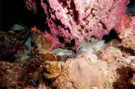 simsearch:841-06804482,k - Spotted moray eel (Gymnothorax moringa) swimming, Dominica, West Indies, Caribbean, Central America Stock Photo - Rights-Managed, Code: 841-06804413