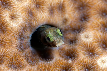 simsearch:841-06804482,k - Roughhead blenny (Acanthemblemaria aspera), Dominica, West Indies, Caribbean, Central America Stock Photo - Rights-Managed, Code: 841-06804424